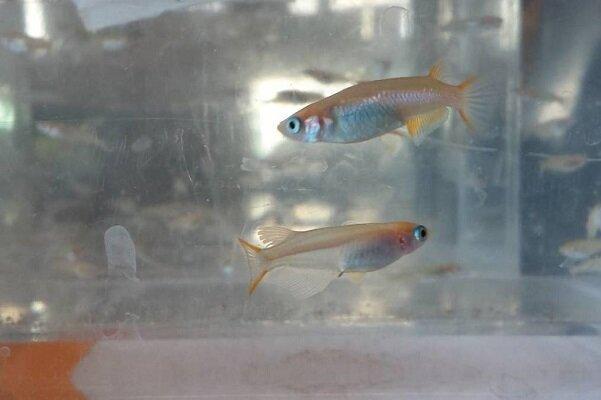 تأثیر منفی ذرات پلاستیکی بر توان باروری ماهی ها