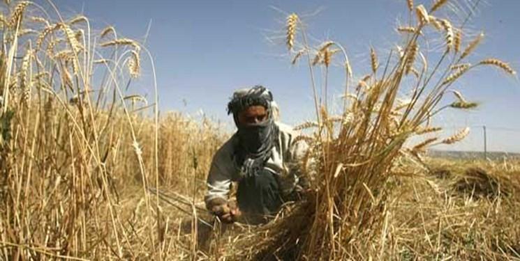 نیروهای الحشد الشعبی، طرح داعش برای آتش زدن مزارع را ناکام نیروهای الحشد الشعبی، طرح داعش برای آتش زدن مزارع را ناکام گذاشتند