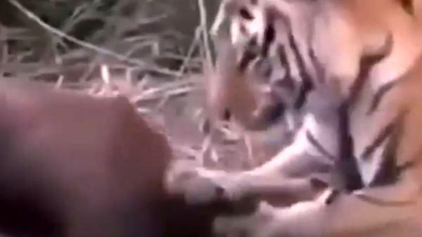 شکار ایمپالا به وسیله ببر