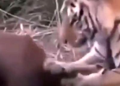 شکار ایمپالا به وسیله ببر