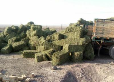 ذخیره سازی 70 تُن علوفه برای حیات وحش در خراسان جنوبی